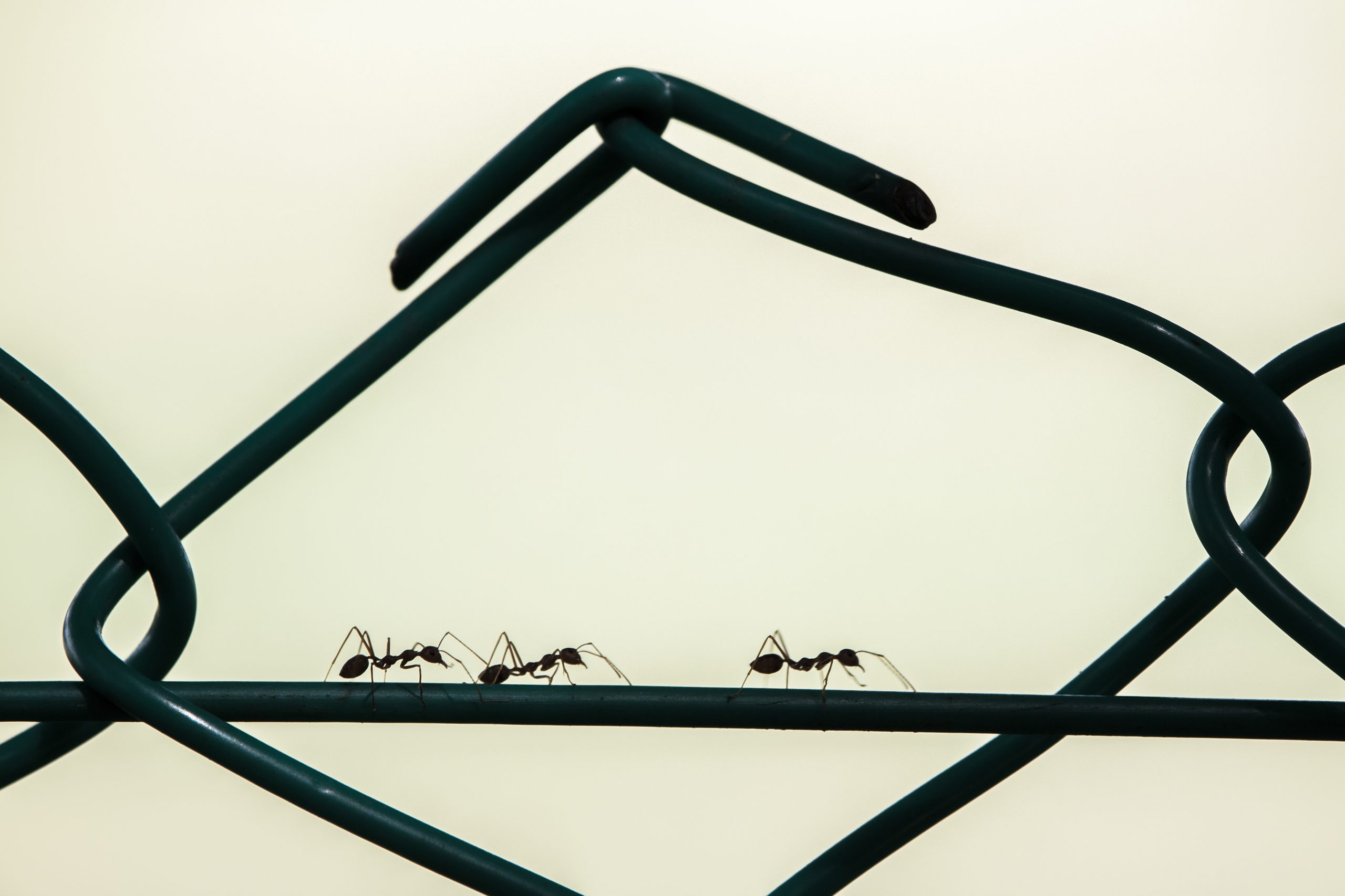 Signification spirituelle des fourmis pour comprendre leur rôle dans notre vie